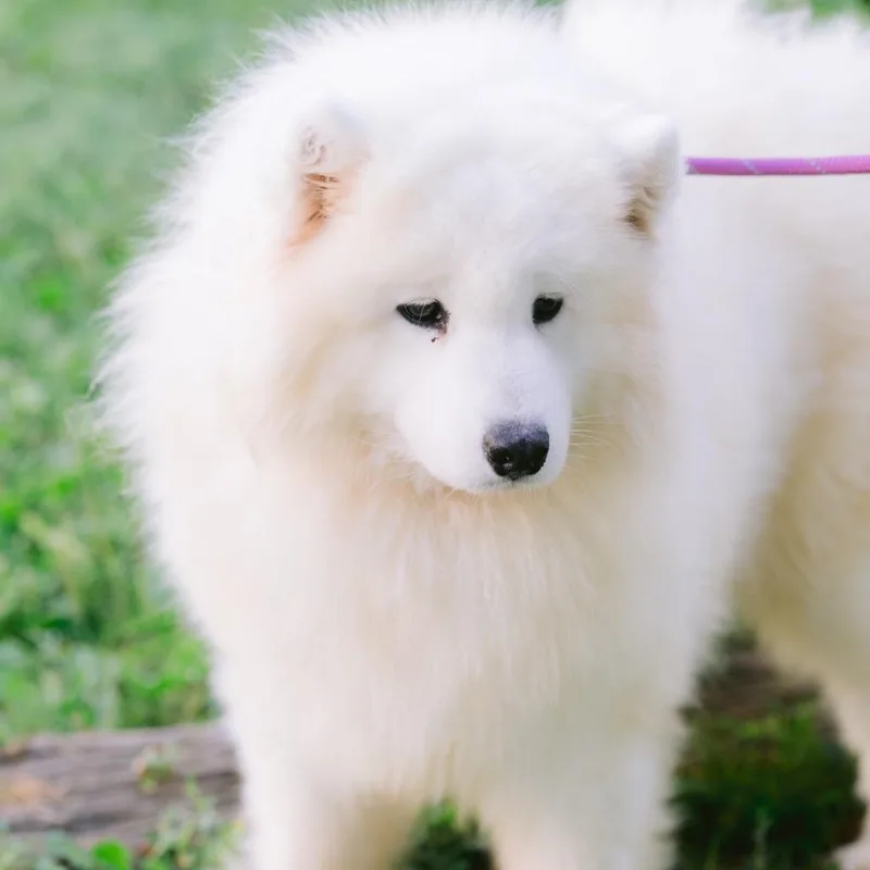 An adult medium-sized female Samoyed dog named Canasta for adoption in Zionsville, IN