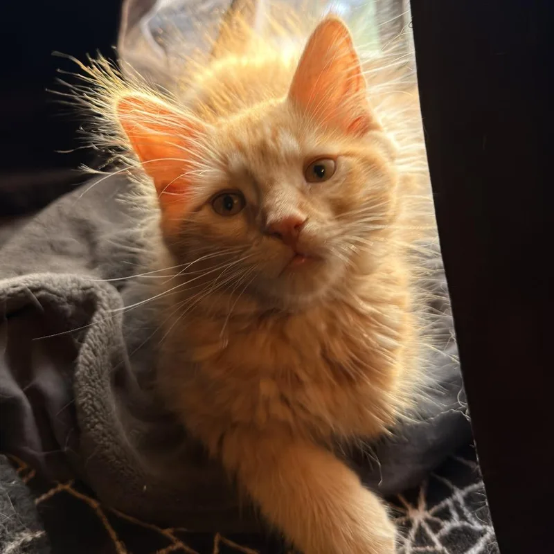 A baby small-sized male Orange / Red Domestic Long Hair cat named McFurry for adoption in St. Paul, MN