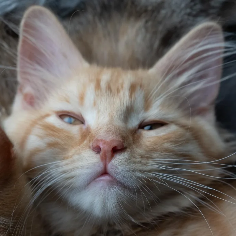 McFurry thumbnail 5