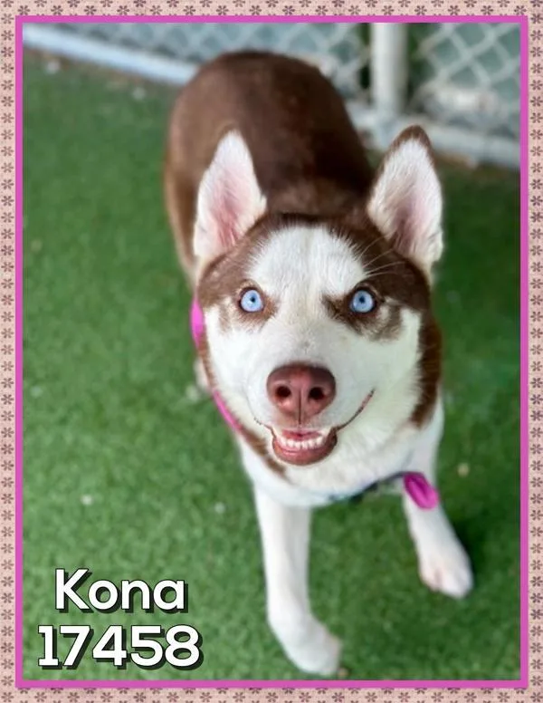 Kona thumbnail 2