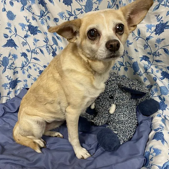 A senior small-sized female Chihuahua dog named Blondie for adoption in Modesto, CA