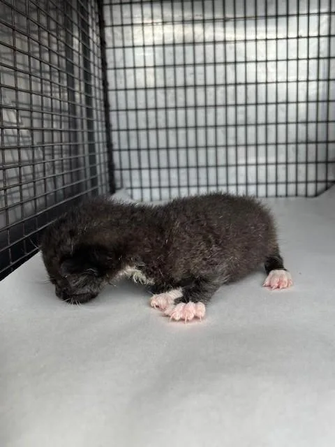 A baby small-sized male Domestic Short Hair cat named Shadow for adoption in Miami, FL
