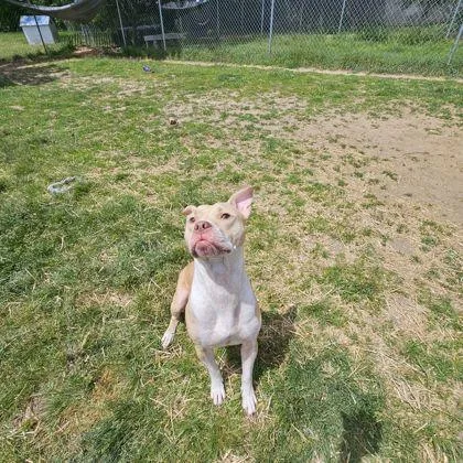 A young medium-sized male Yellow / Tan / Blond / Fawn Mixed Breed dog named George for adoption in Mishawaka, IN