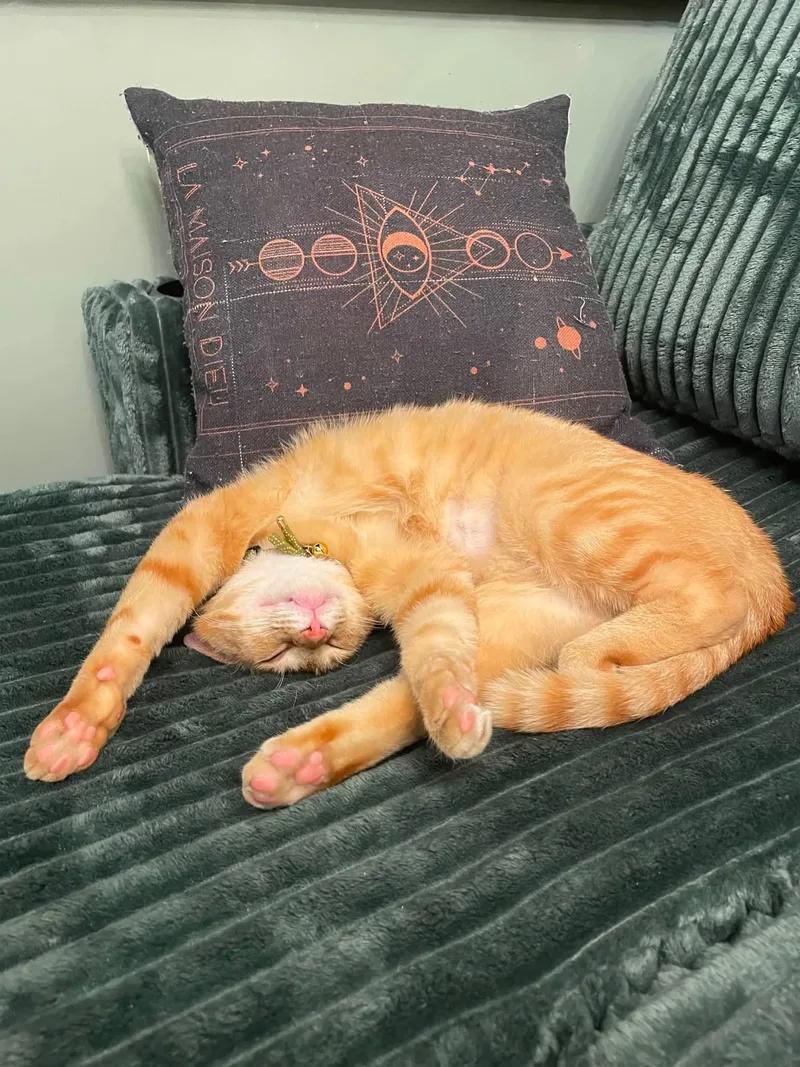 A young medium-sized male Orange / Red Domestic Short Hair cat named Kevin for adoption in Coralville, IA