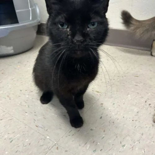 A baby small-sized female Black Domestic Short Hair cat named Bonnie for adoption in Burlington, IA