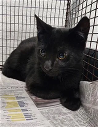 A baby small-sized male Domestic Short Hair cat named Dakota for adoption in Los Angeles, CA