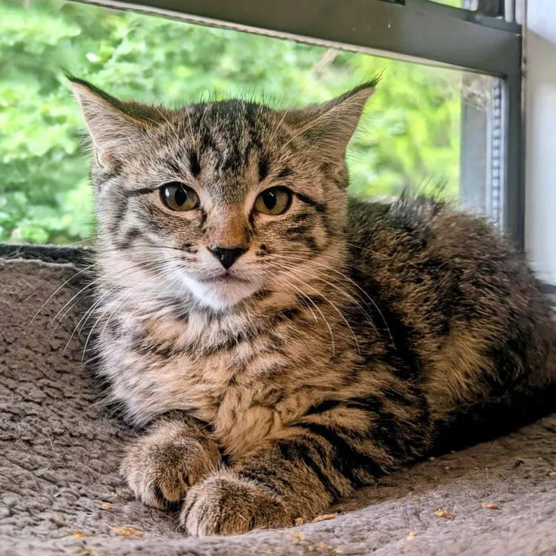 A baby small-sized female Brown / Chocolate Domestic Short Hair cat named Syrup for adoption in Huntsville, AR