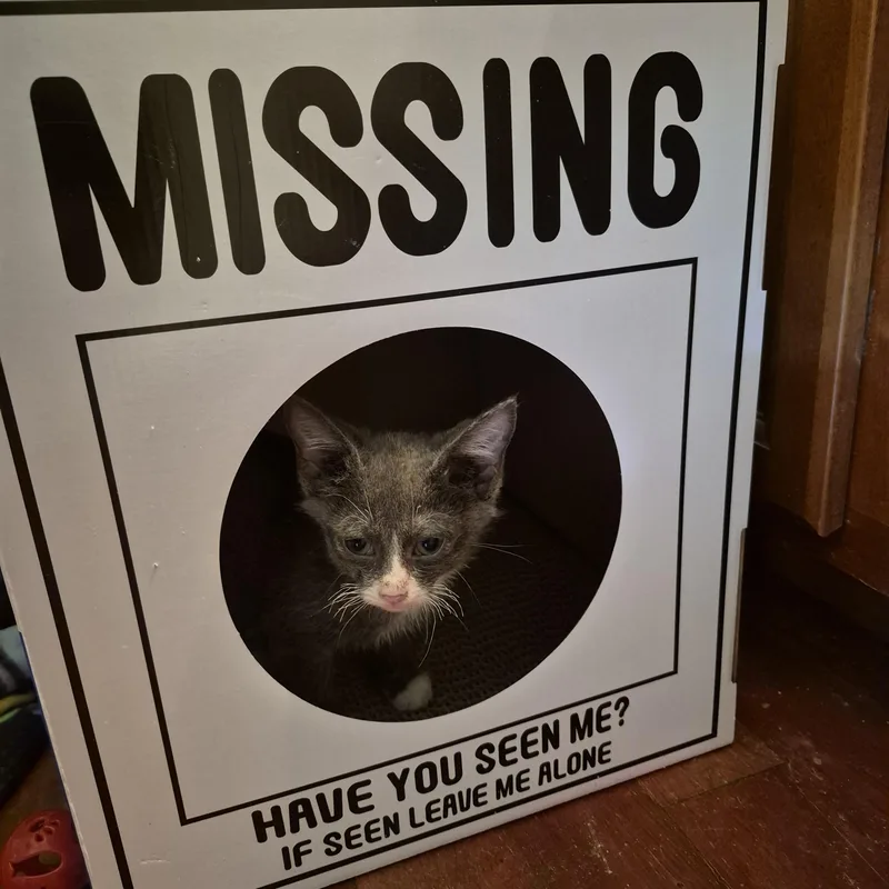 A baby medium-sized female Gray & White Domestic Short Hair cat named Gray for adoption in Plainfield, IL
