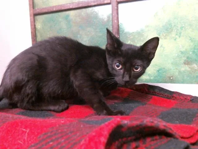 A baby small-sized female Domestic Short Hair cat named Cecil for adoption in Houston, TX