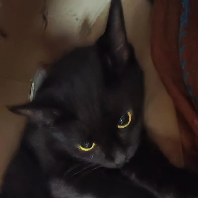 An adult medium-sized female Black Domestic Short Hair cat named Josie for adoption in Madisonville, KY