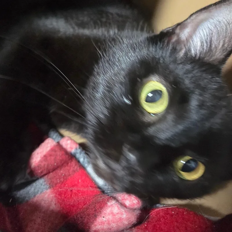 Josie thumbnail 2