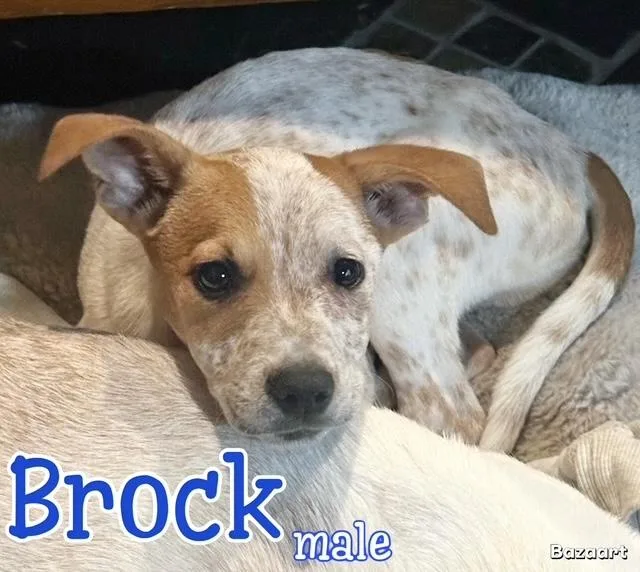 A baby medium-sized male Jack Russell Terrier dog named Brock for adoption in Manchester, CT