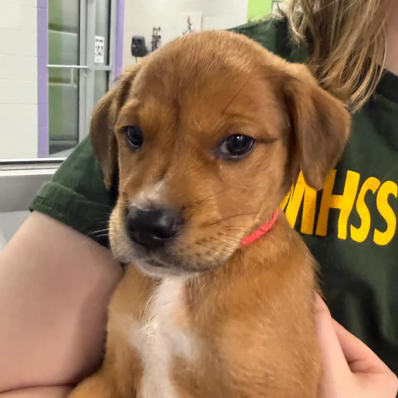 A baby small-sized female Brown / Chocolate Mixed Breed dog named Rider for adoption in Montgomery, AL