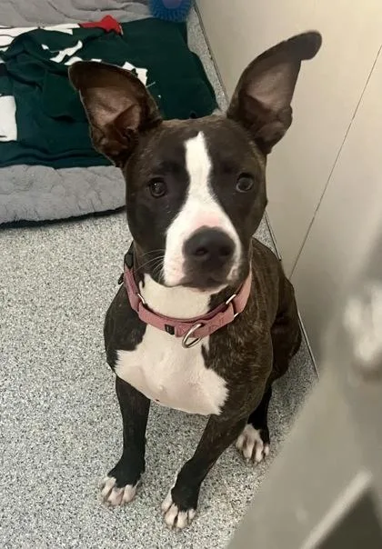 A young medium-sized female Brindle Terrier dog named Brandy for adoption in Annapolis, MD