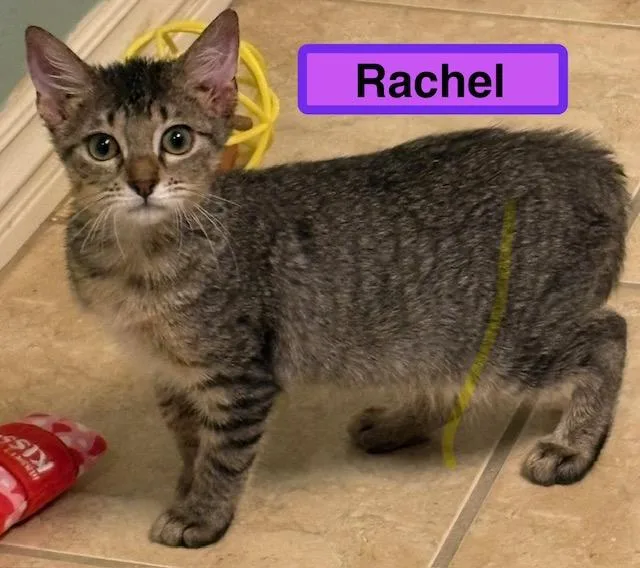 A baby medium-sized female Domestic Short Hair cat named Rachel for adoption in Zimmerman, MN