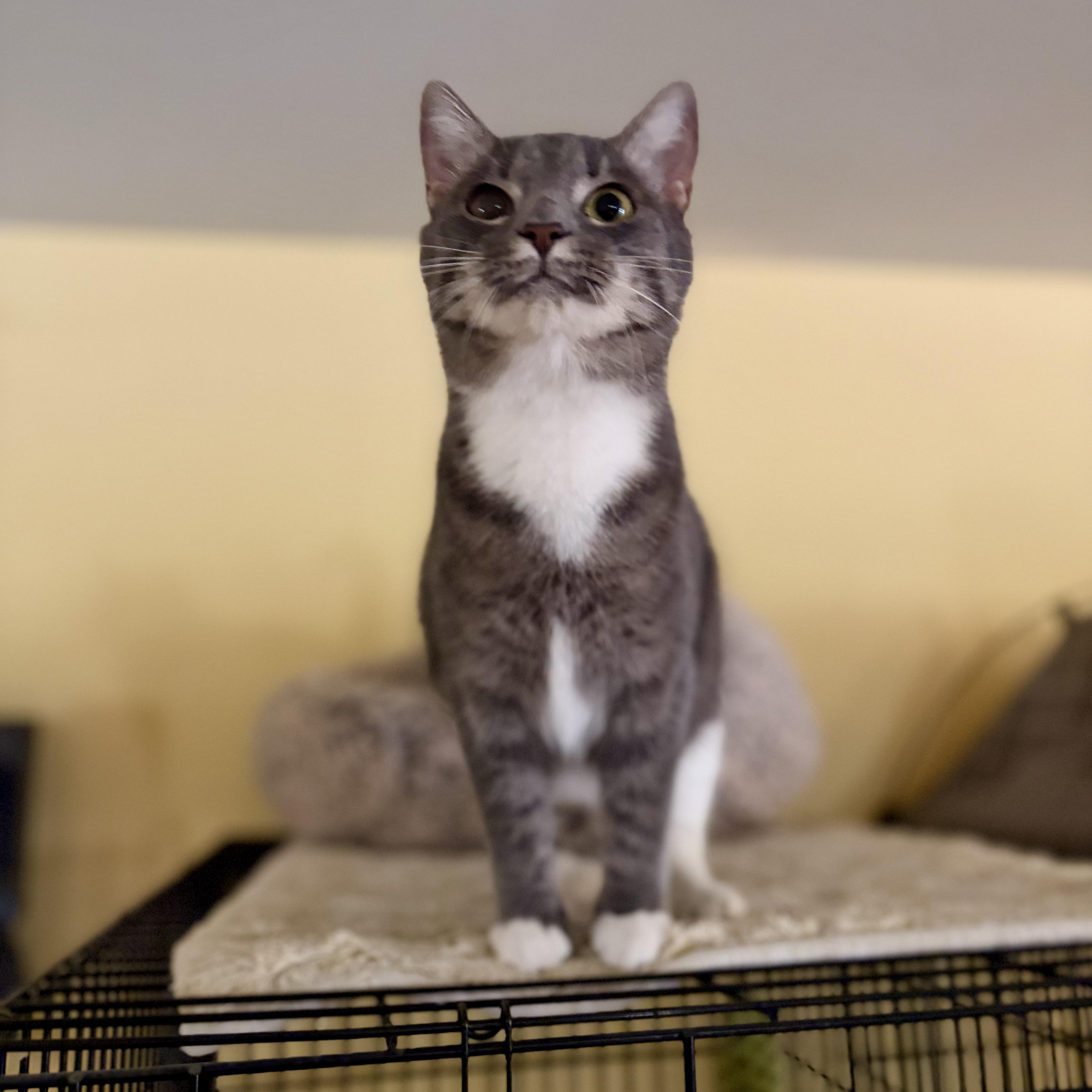 An adult medium-sized female Tabby (Gray / Blue / Silver) Domestic Short Hair cat named Piper for adoption in Greensboro, NC