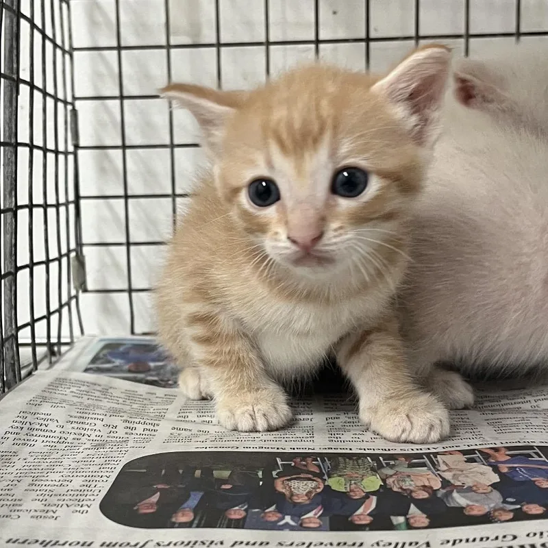 A baby small-sized male Orange / Red Domestic Short Hair cat named Ozzy for adoption in Edinburg, TX