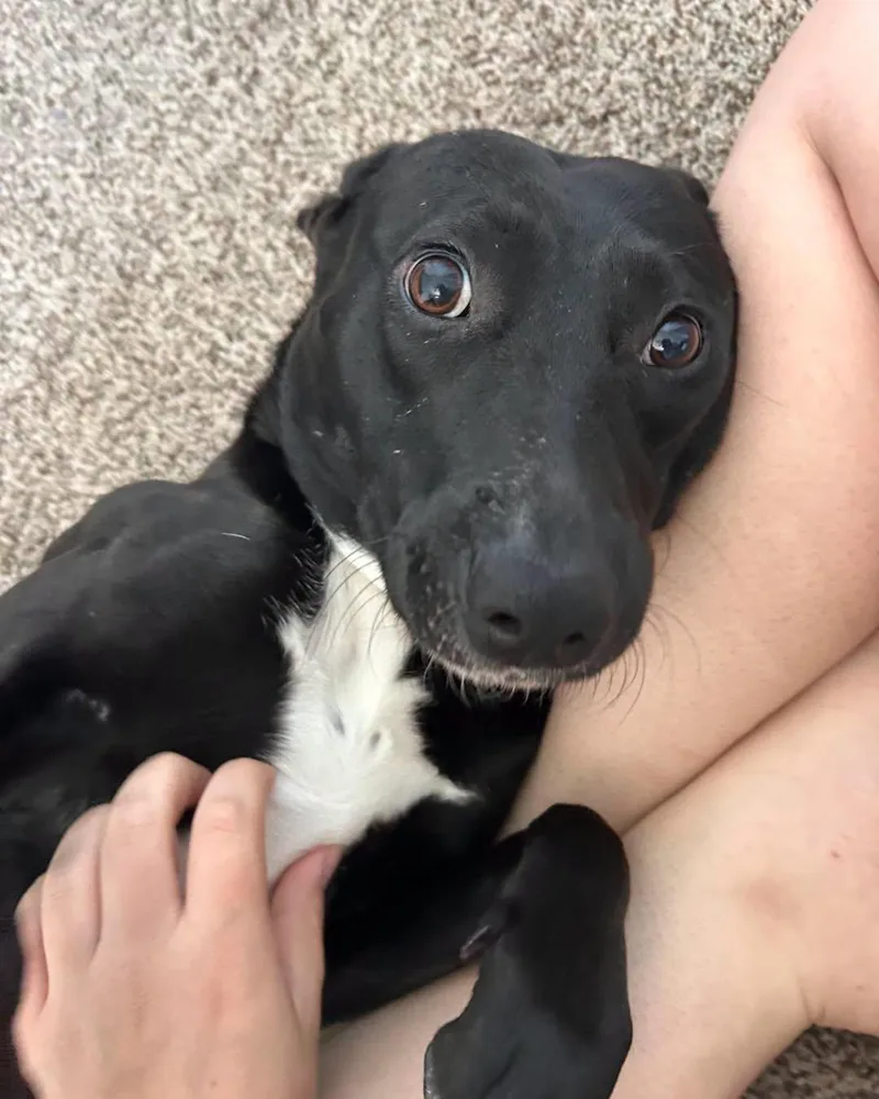 An adult medium-sized female Black Shepherd dog named Elvira for adoption in Stafford, VA