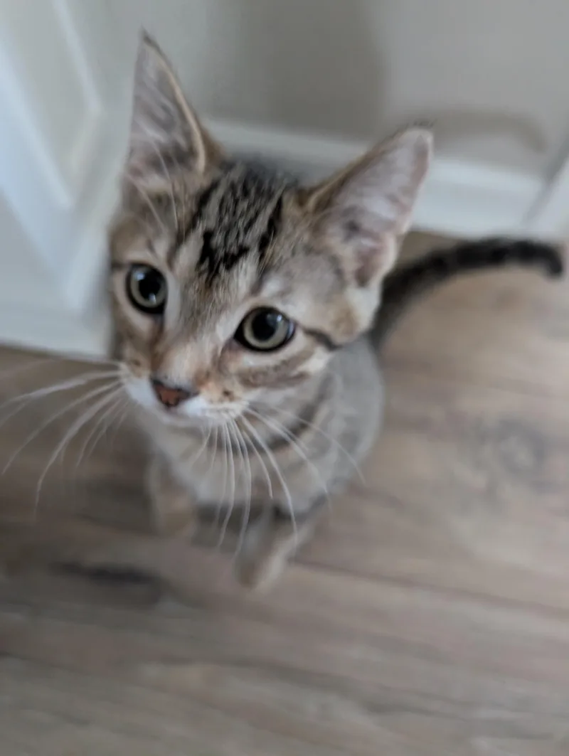 A baby medium-sized male Tabby (Brown / Chocolate) Domestic Short Hair cat named French Toast for adoption in Mokena, IL