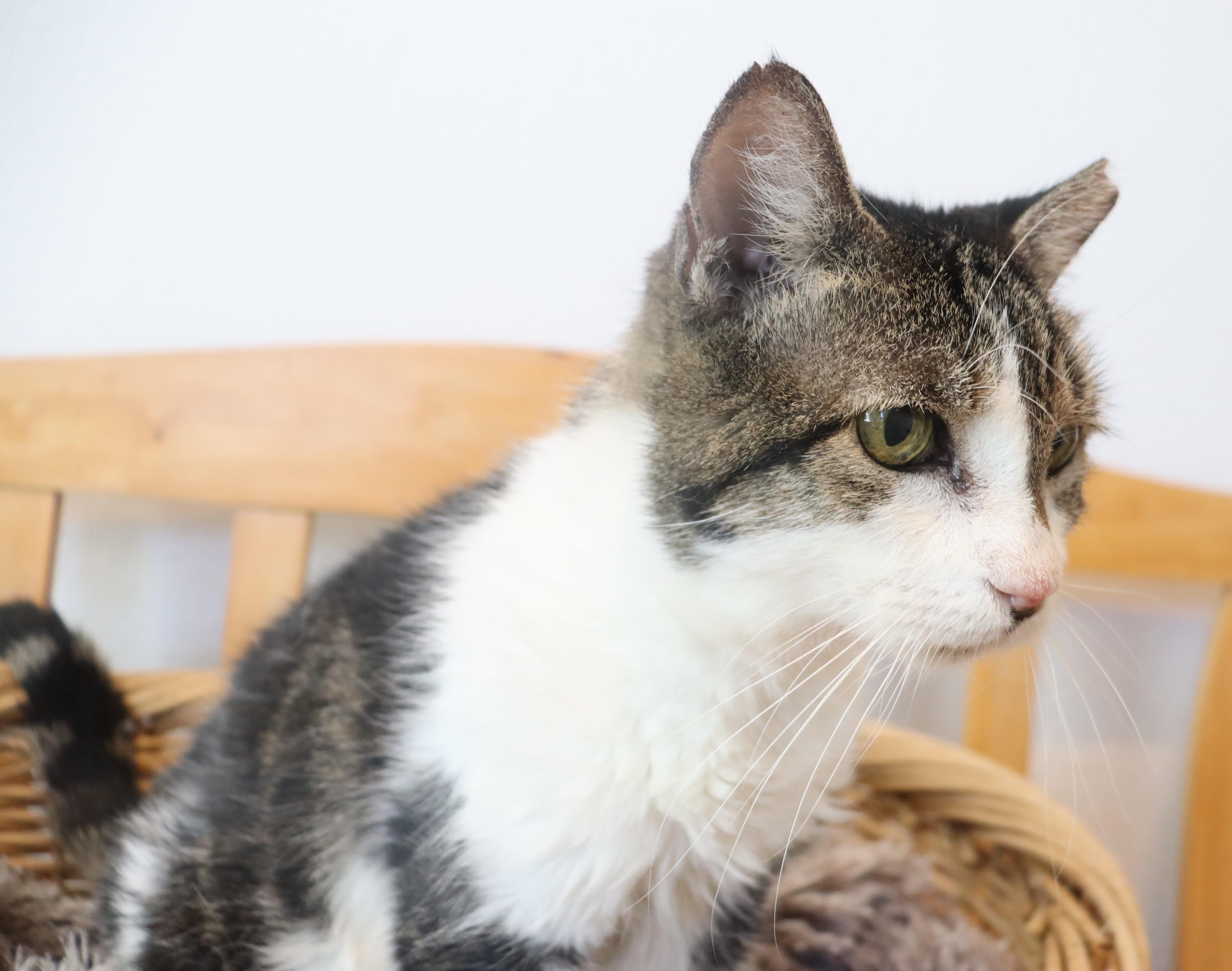 A senior medium-sized male Domestic Short Hair cat named Elton Sweet Sixteen for adoption in League City, TX