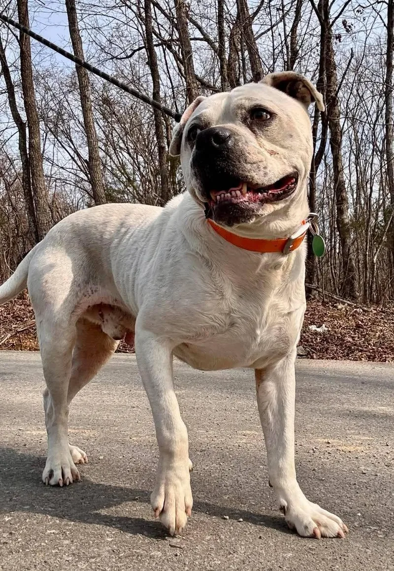 A senior large-sized male White / Cream Terrier dog named Moses for adoption in Waverly, TN