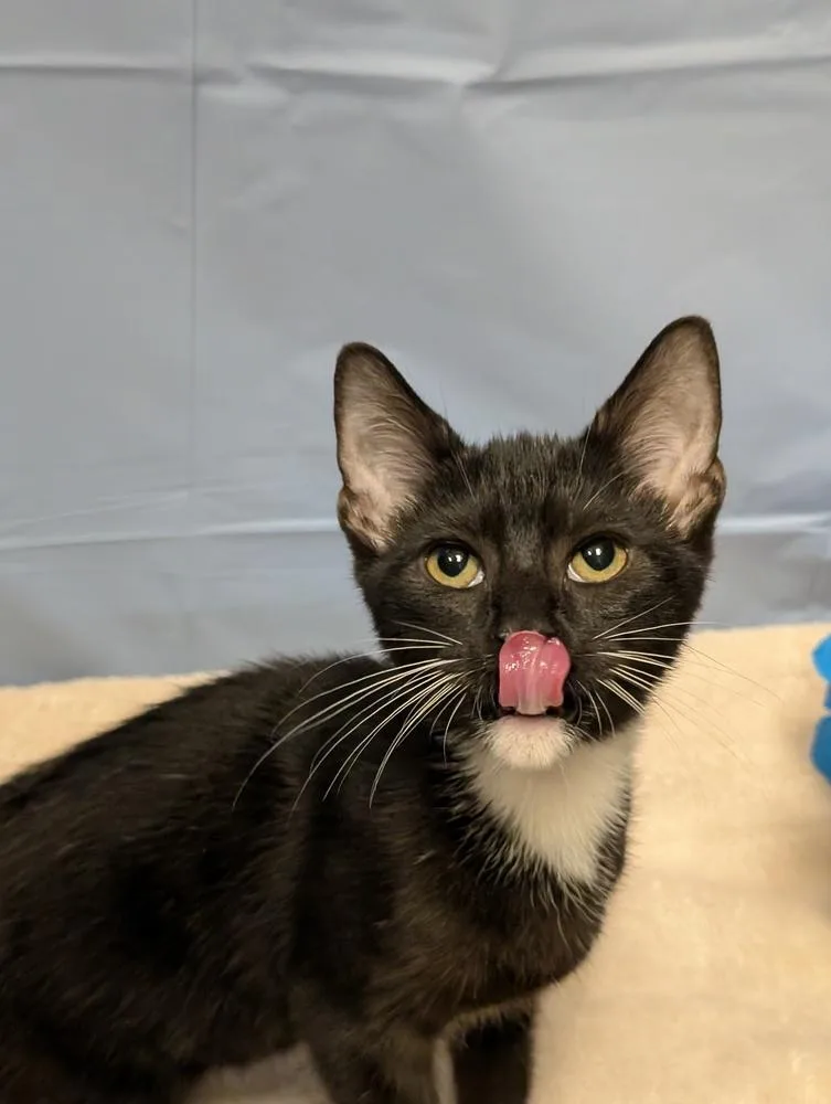 A baby small-sized male Black & White / Tuxedo Domestic Short Hair cat named Poppy for adoption in Greensboro, NC
