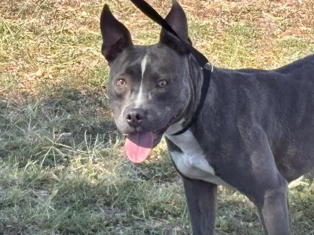 A young medium-sized female Pit Bull Terrier dog named Gizmo for adoption in Albuquerque, NM