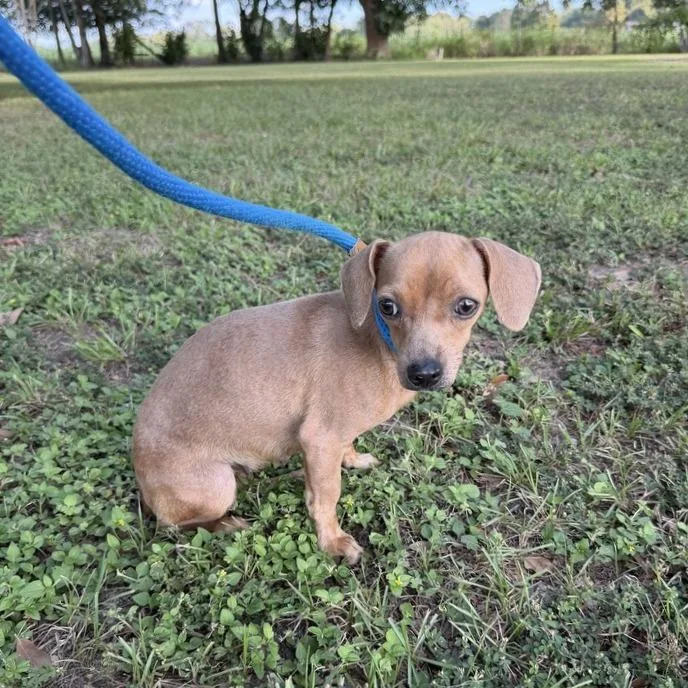 An adult small-sized female Yellow / Tan / Blond / Fawn Chihuahua dog named Joni Jean for adoption in Carencro, LA