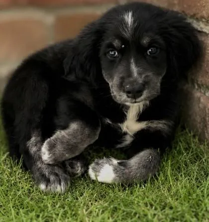 A baby small-sized female Mixed Breed dog named Pinky Pie for adoption in Guntersville, AL