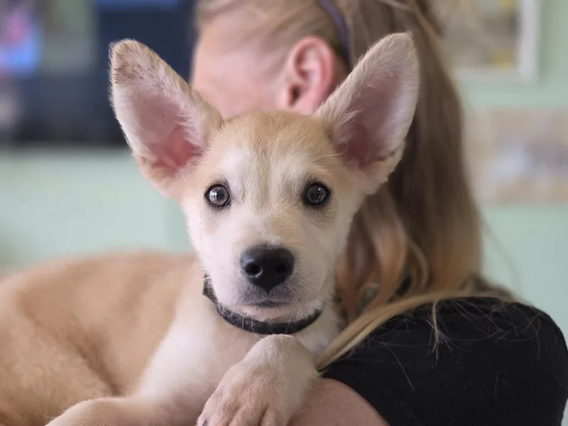 A baby medium-sized male Mixed Breed dog named Milo for adoption in Lockhart, TX