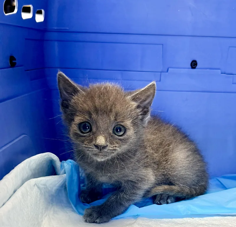 A baby medium-sized male Domestic Short Hair cat named Luigi for adoption in Rowland Heights, CA