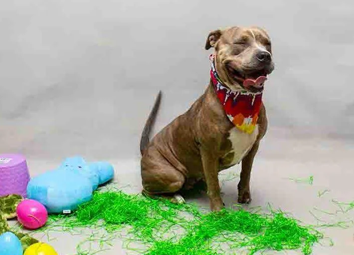 Cappuccino thumbnail 2