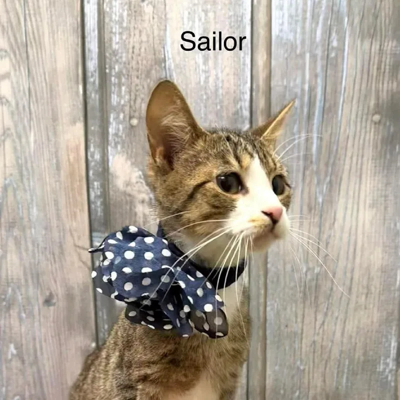 Sailor