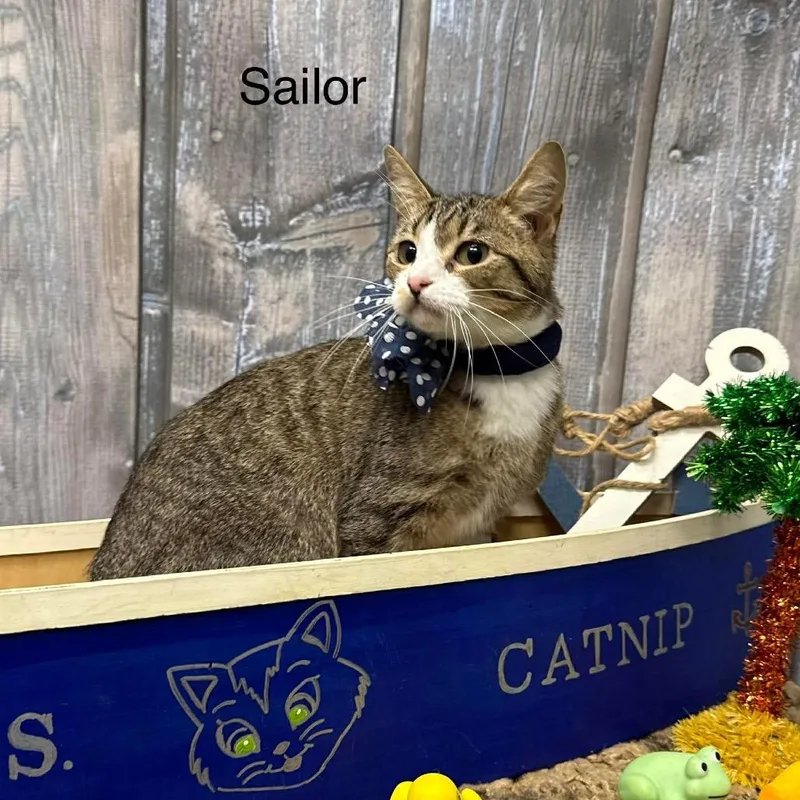 Sailor thumbnail 2