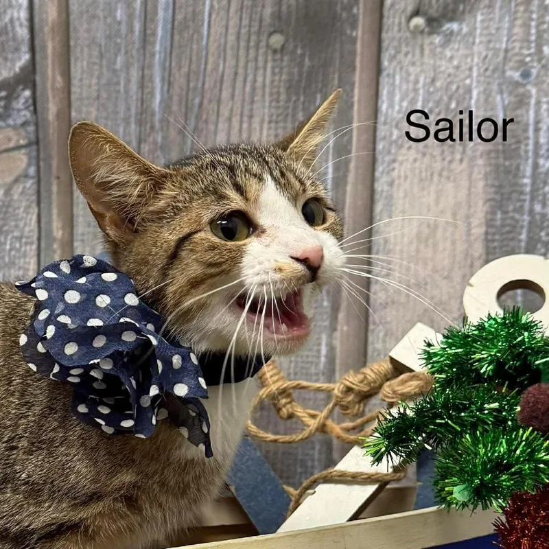 Sailor thumbnail 3