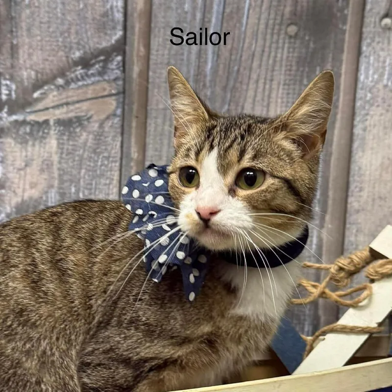 Sailor thumbnail 4