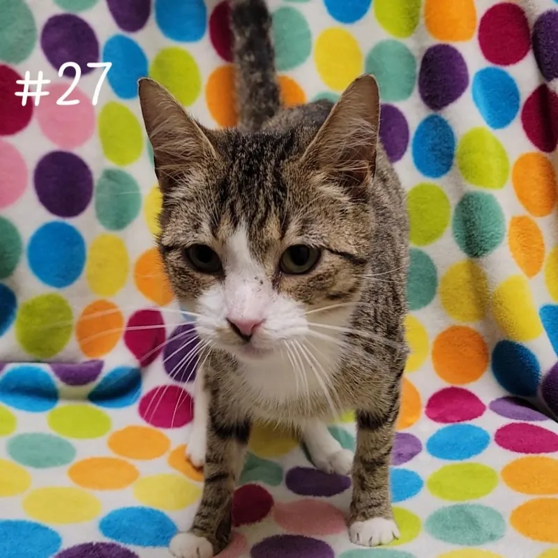 Sailor thumbnail 5