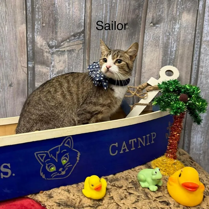 Sailor thumbnail 6