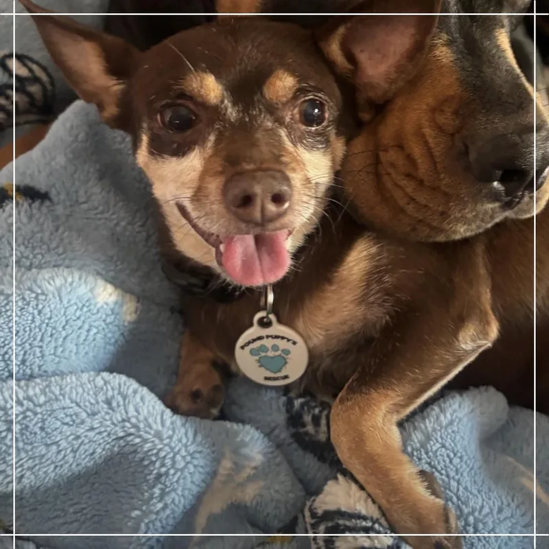 An adult small-sized male Brown / Chocolate Chihuahua dog named Choco for adoption in Chandler, AZ