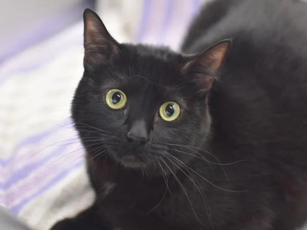 A young small-sized female Domestic Short Hair cat named Ocean for adoption in Portland, OR
