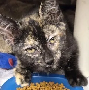A young small-sized female Tortoiseshell cat named Phoebe for adoption in North Myrtle Beach, SC