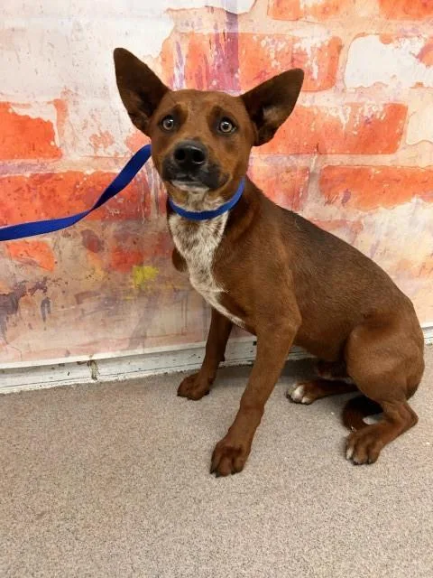 A young small-sized male Australian Cattle Dog / Blue Heeler dog named Jupiter for adoption in San Bernardino, CA