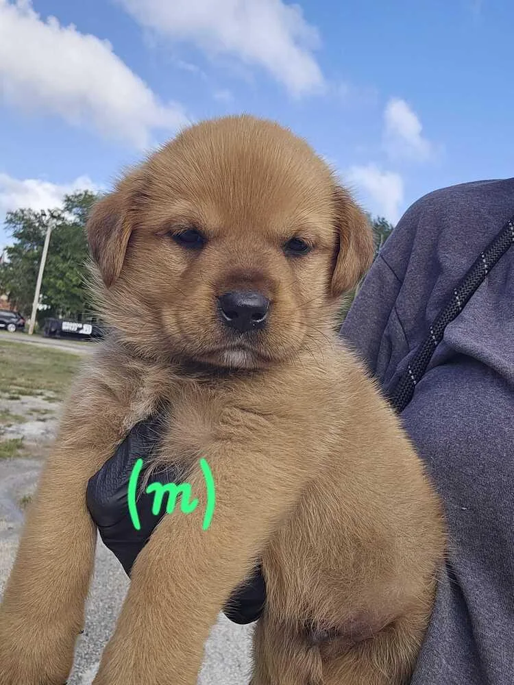 A baby small-sized male Brown / Chocolate Labrador Retriever dog named Salutatorian for adoption in Lakeland, FL