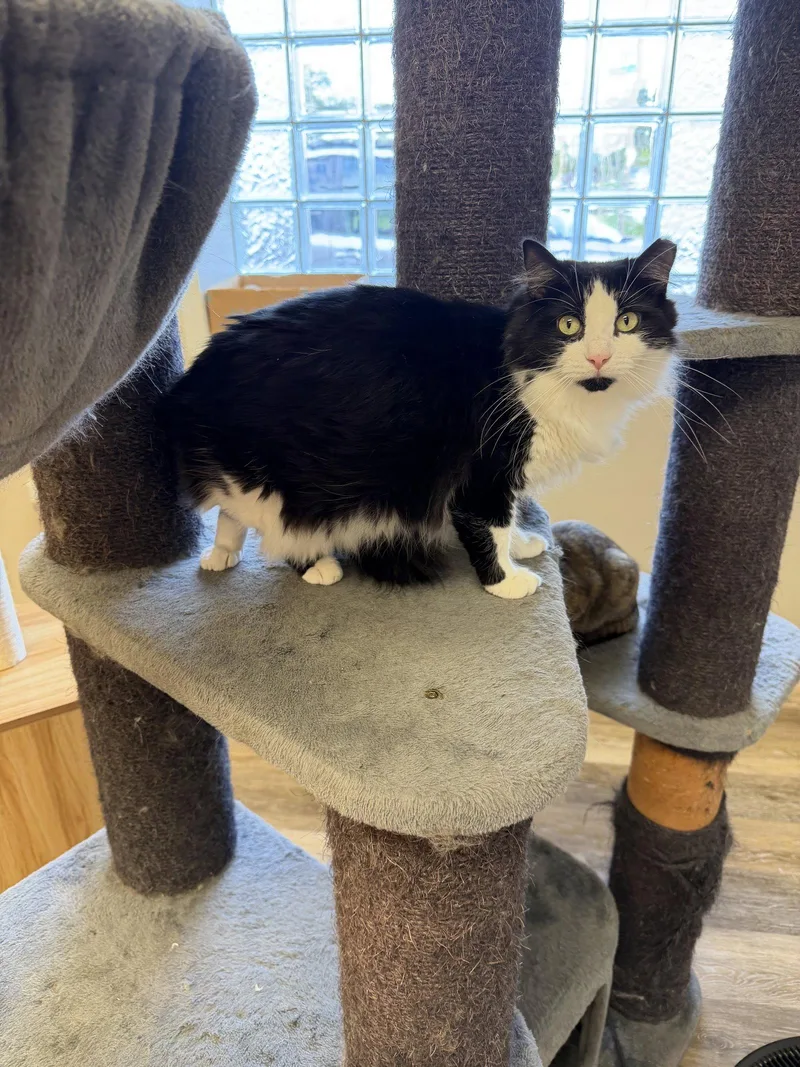 A young medium-sized female Black & White / Tuxedo Domestic Long Hair cat named Zelda for adoption in Columbus, OH