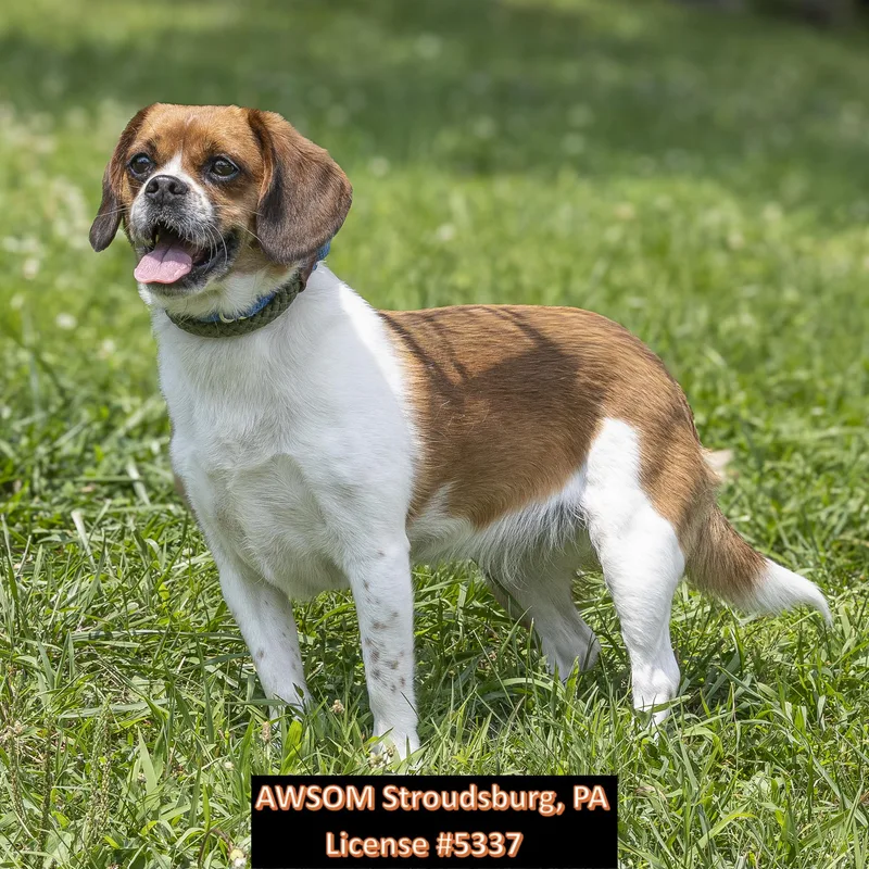 An adult medium-sized female Red / Chestnut / Orange Beagle dog named Lucy Lee for adoption in Stroudsburg, PA