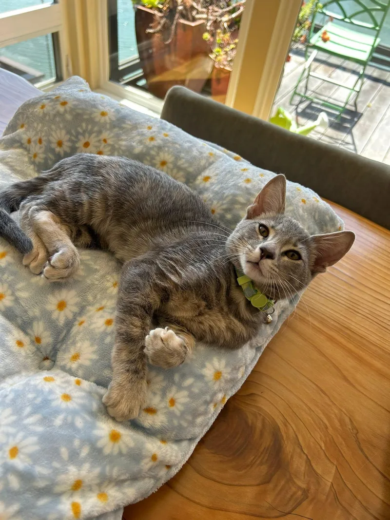 Gimlet