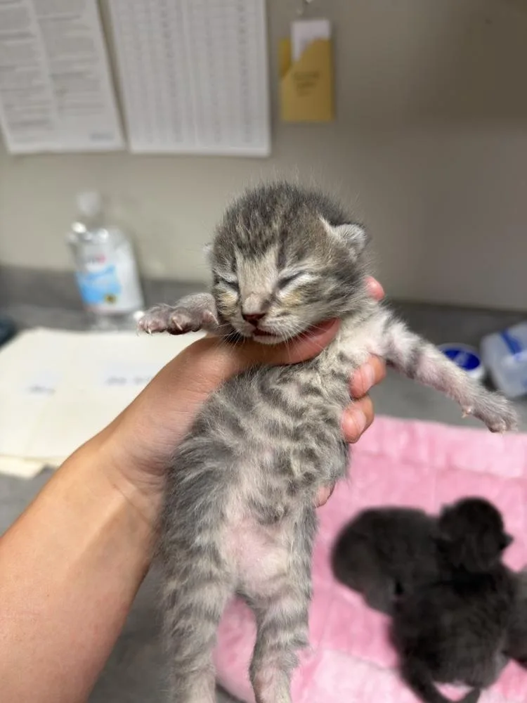 A baby small-sized male Gray / Blue / Silver Domestic Short Hair cat named Little Foot for adoption in Bemidji, MN