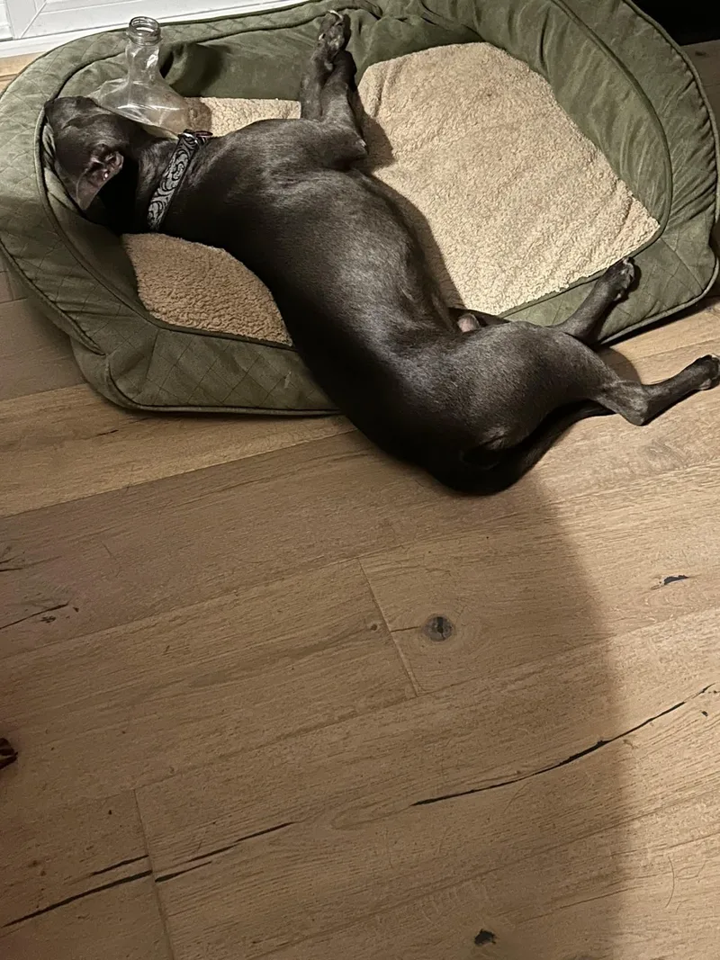An adult medium-sized male Gray / Blue / Silver Pit Bull Terrier dog named Dr. Marty for adoption in Shingle Springs, CA