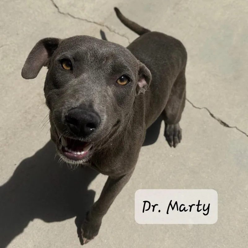 Dr. Marty thumbnail 2