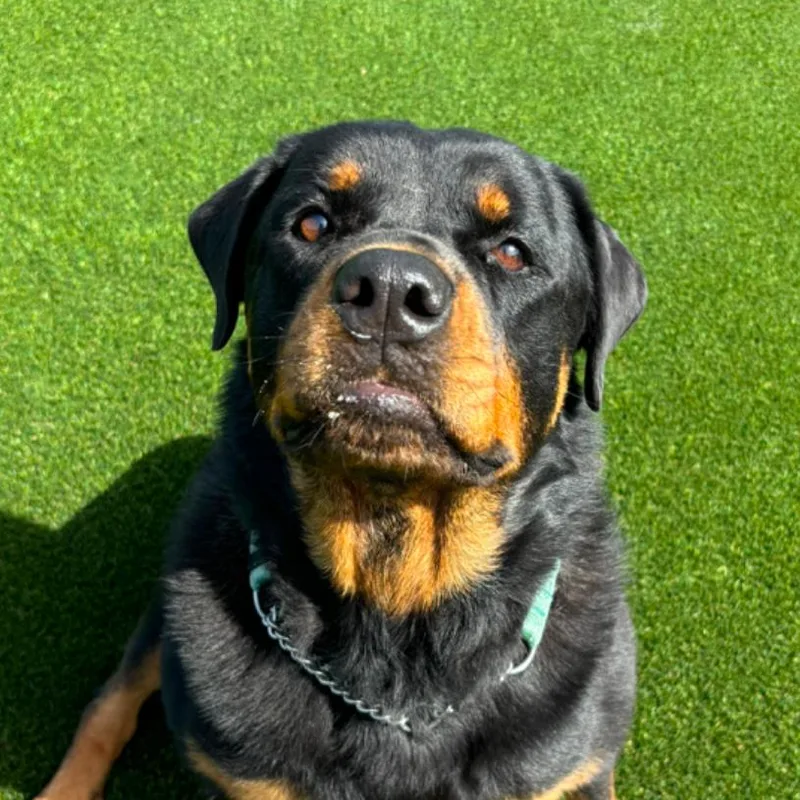 An adult large-sized female Rottweiler dog named Ellie for adoption in LOXAHATCHEE, FL